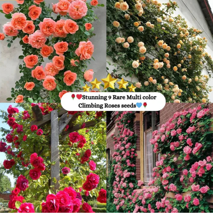 Elegant Climbing Rose Flower Seeds