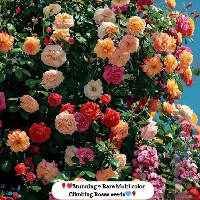 Elegant Climbing Rose Flower Seeds