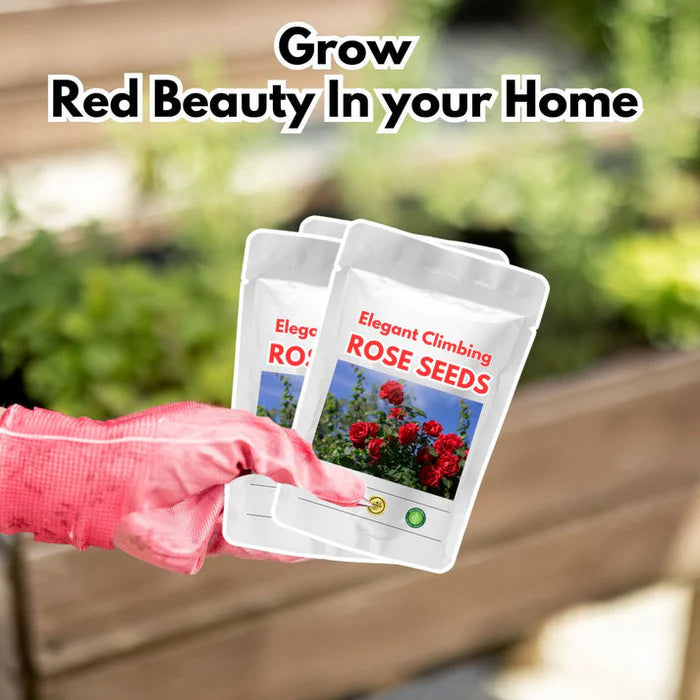 Elegant Climbing Rose Flower Seeds