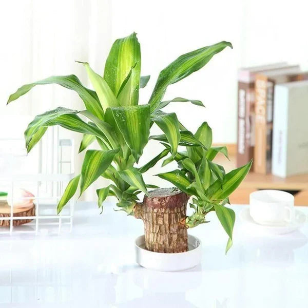 Brazilian Lucky Wood Plant – Bring Prosperity Luck & Power 🌿 UPTO 50% OFF