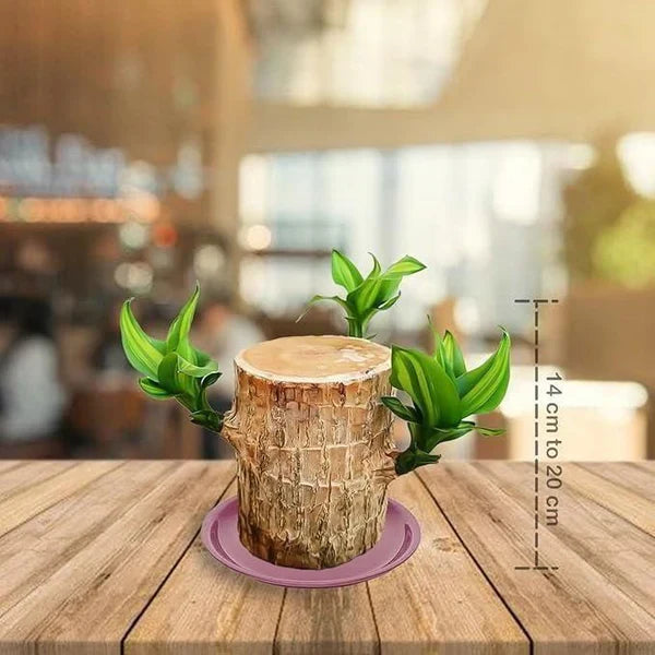 Brazilian Lucky Wood Plant – Bring Prosperity Luck & Power 🌿 UPTO 50% OFF