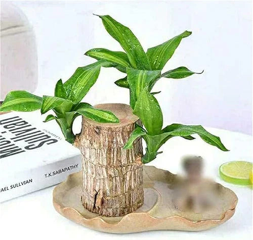 Brazilian Lucky Wood Plant – Bring Prosperity Luck & Power 🌿 UPTO 50% OFF