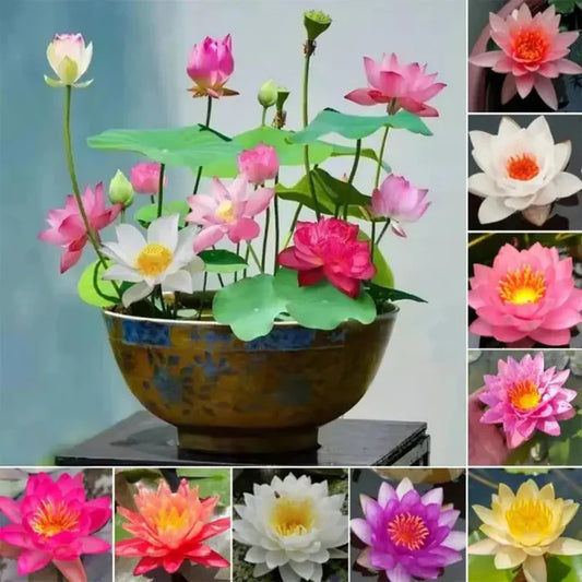 Premium Japanese Bonsai Lotus Seeds - High Fragrance