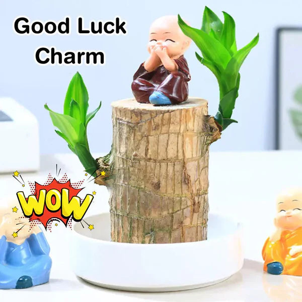 Brazilian Lucky Wood Plant – Bring Prosperity Luck & Power 🌿 UPTO 50% OFF